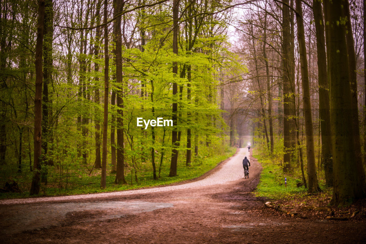 MAN WALKING ON ROAD AMIDST TREES IN FOREST