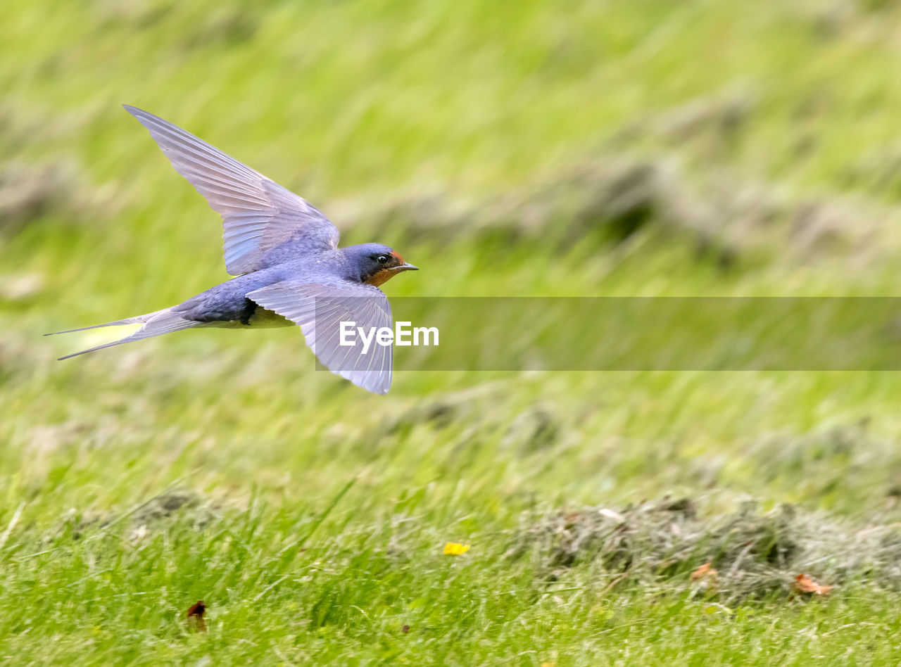 Close-up of barn swallow flying over grass meadow