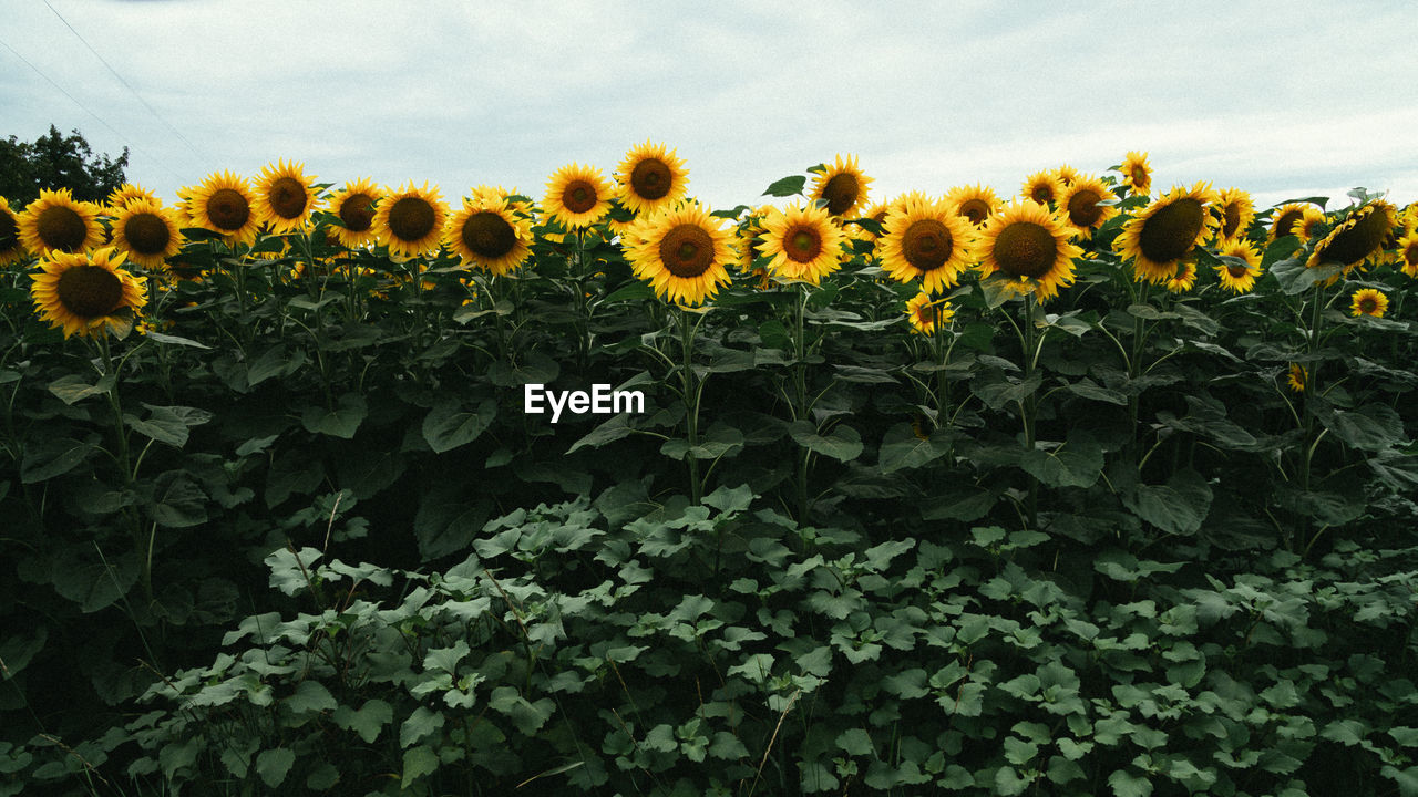 Sunflowers growing on field against sky