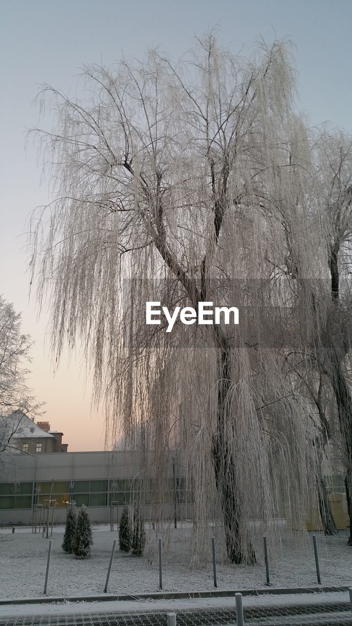 BARE TREE AGAINST SKY DURING WINTER