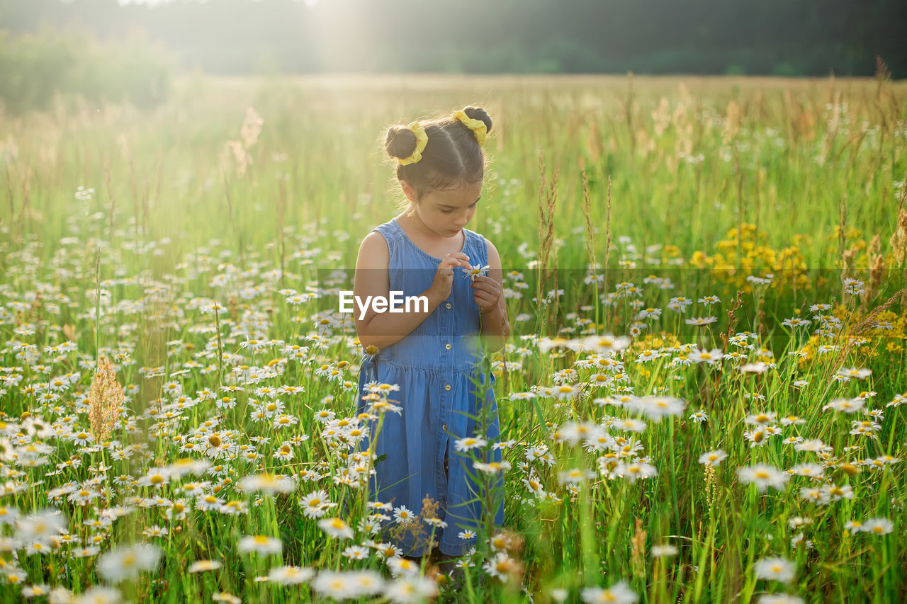 Cute little girl picking a daisies in a jar, in a field
