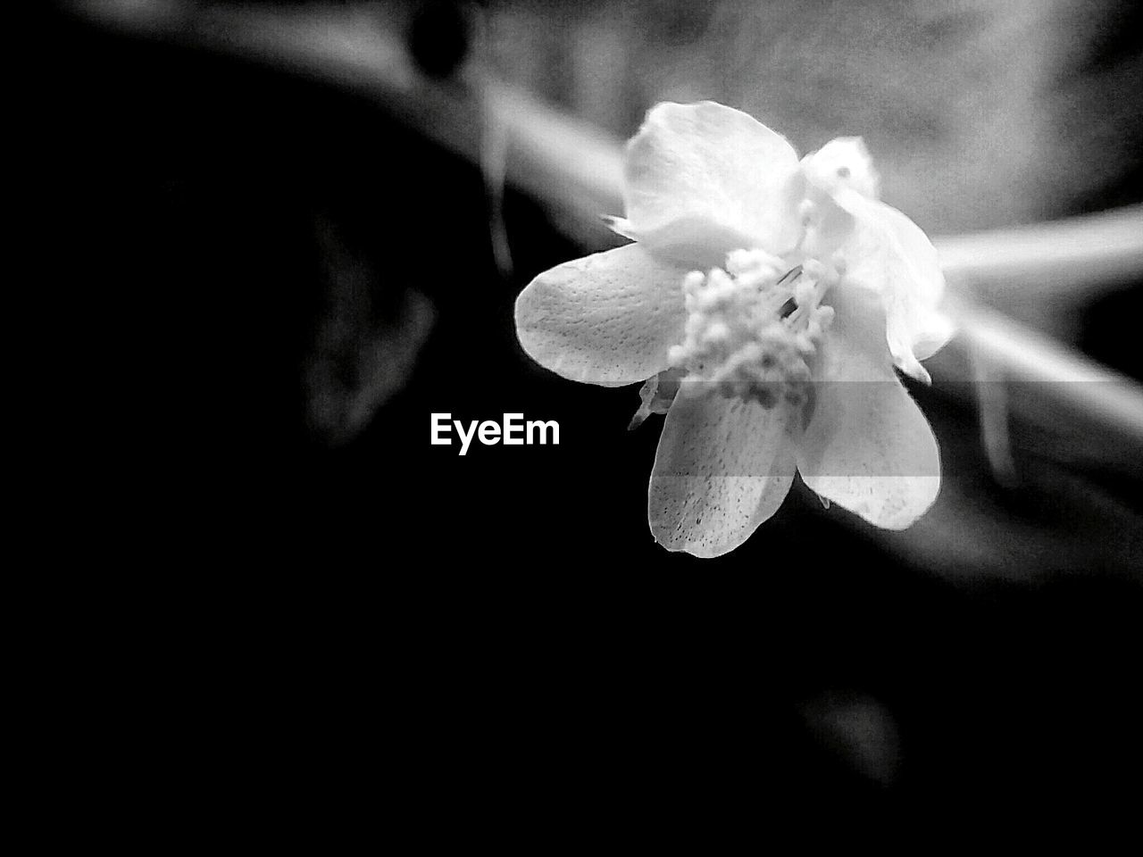 CLOSE-UP OF CHERRY BLOSSOMS