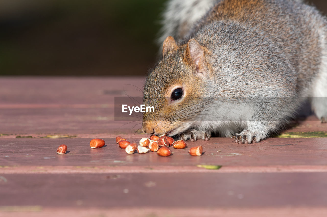 Portrait of a grey squirrel eating nuts off of a picnic table.