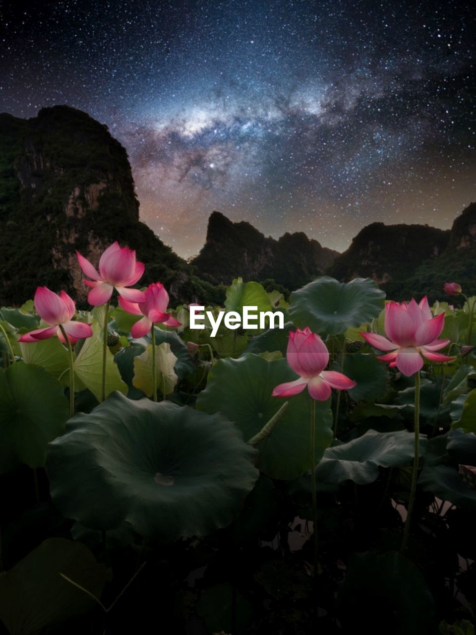 PINK FLOWERING PLANTS AGAINST SKY