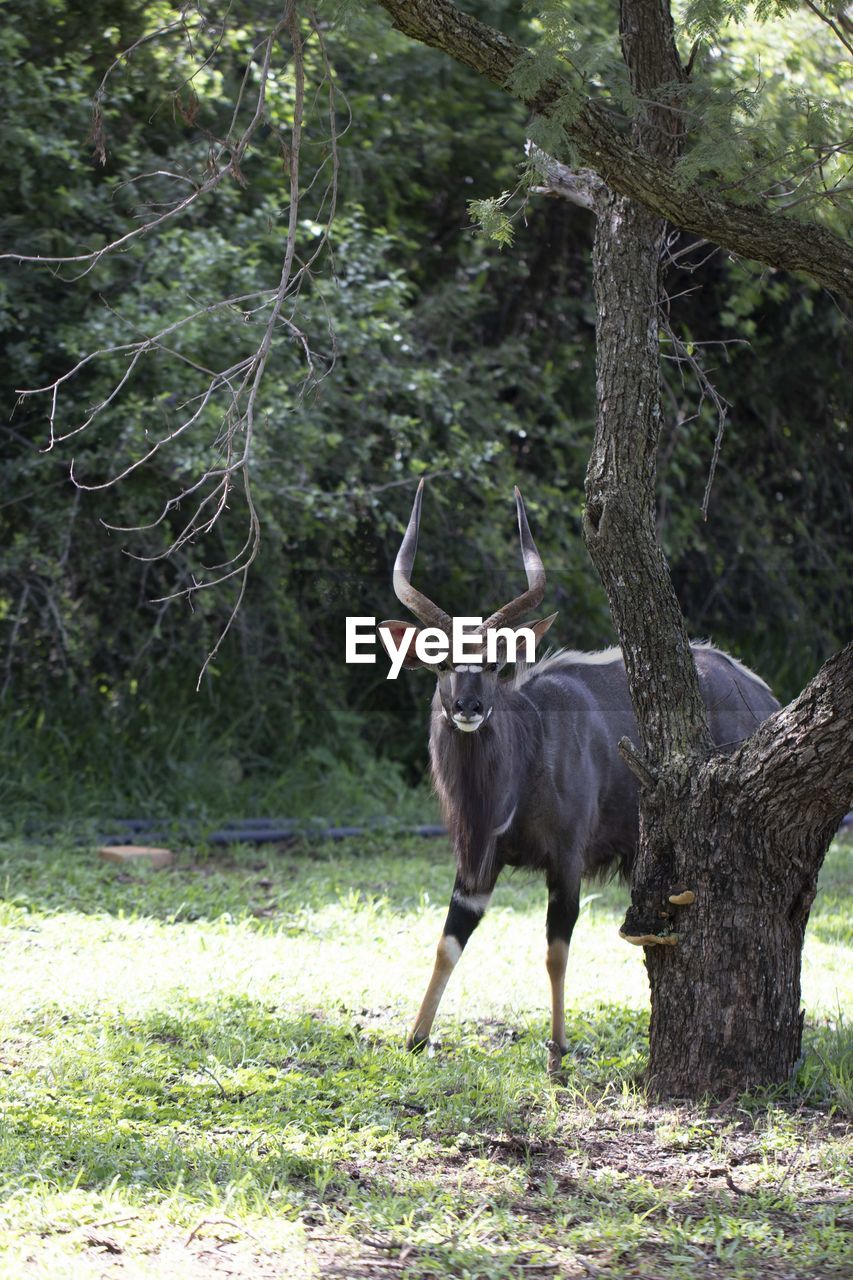 DEER STANDING ON FIELD