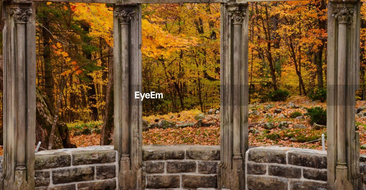 Trees in forest during autumn