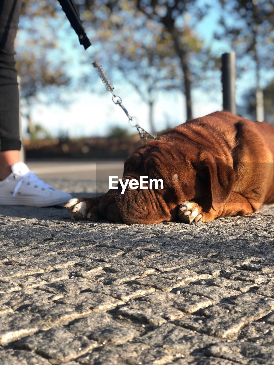 CLOSE-UP OF DOG SLEEPING IN A DESERT