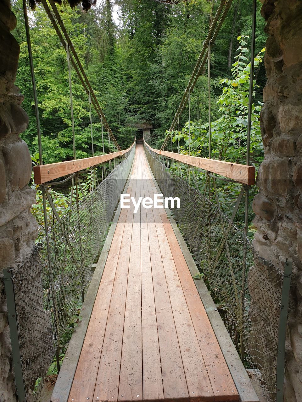 BRIDGE IN FOREST