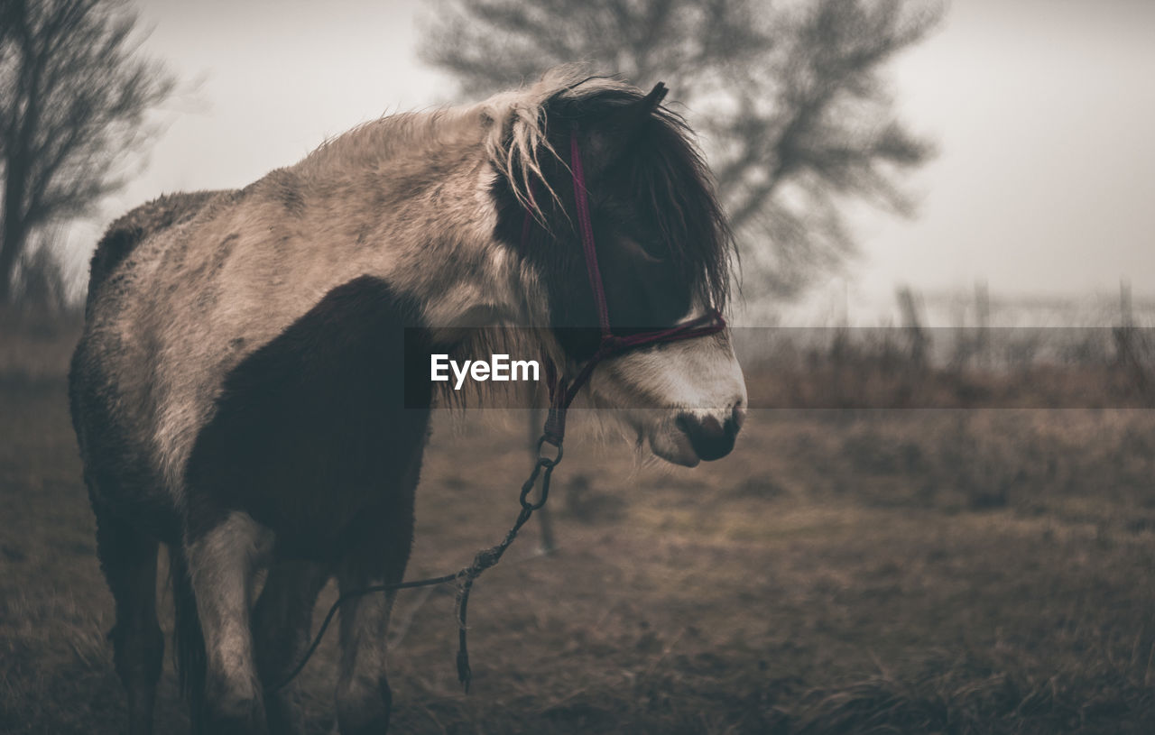 Horse standing on field