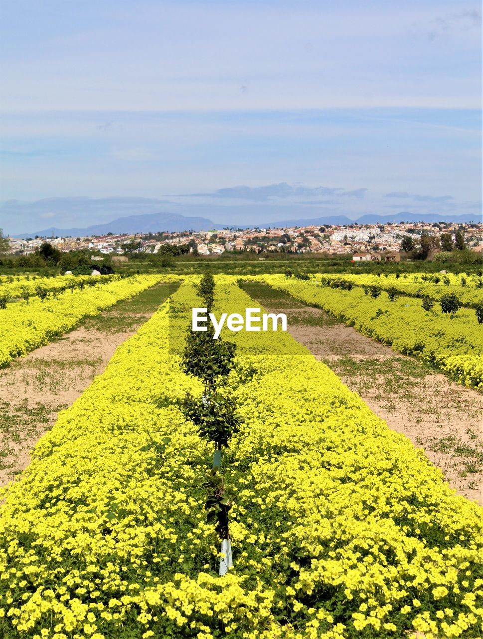 field, agriculture, plant, beauty in nature, landscape, land, nature, growth, scenics - nature, rapeseed, flower, environment, sky, rural scene, tranquility, tranquil scene, yellow, day, no people, farm, crop, flowering plant, rural area, green, outdoors, freshness, plain, idyllic, produce, sunlight, horizon, canola, soil, prairie, cloud