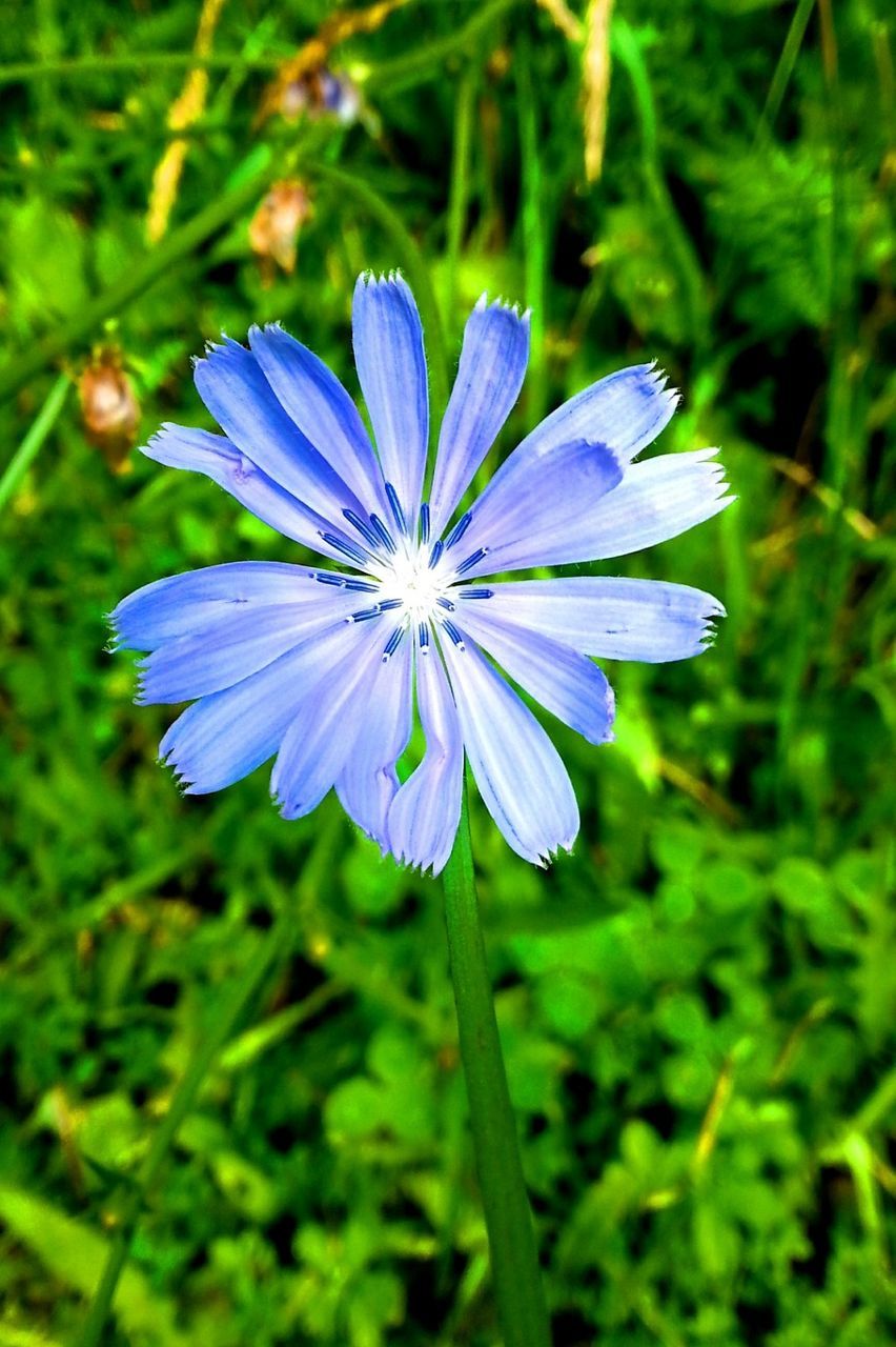 CLOSE-UP OF PURPLE FLOWER BLOOMING