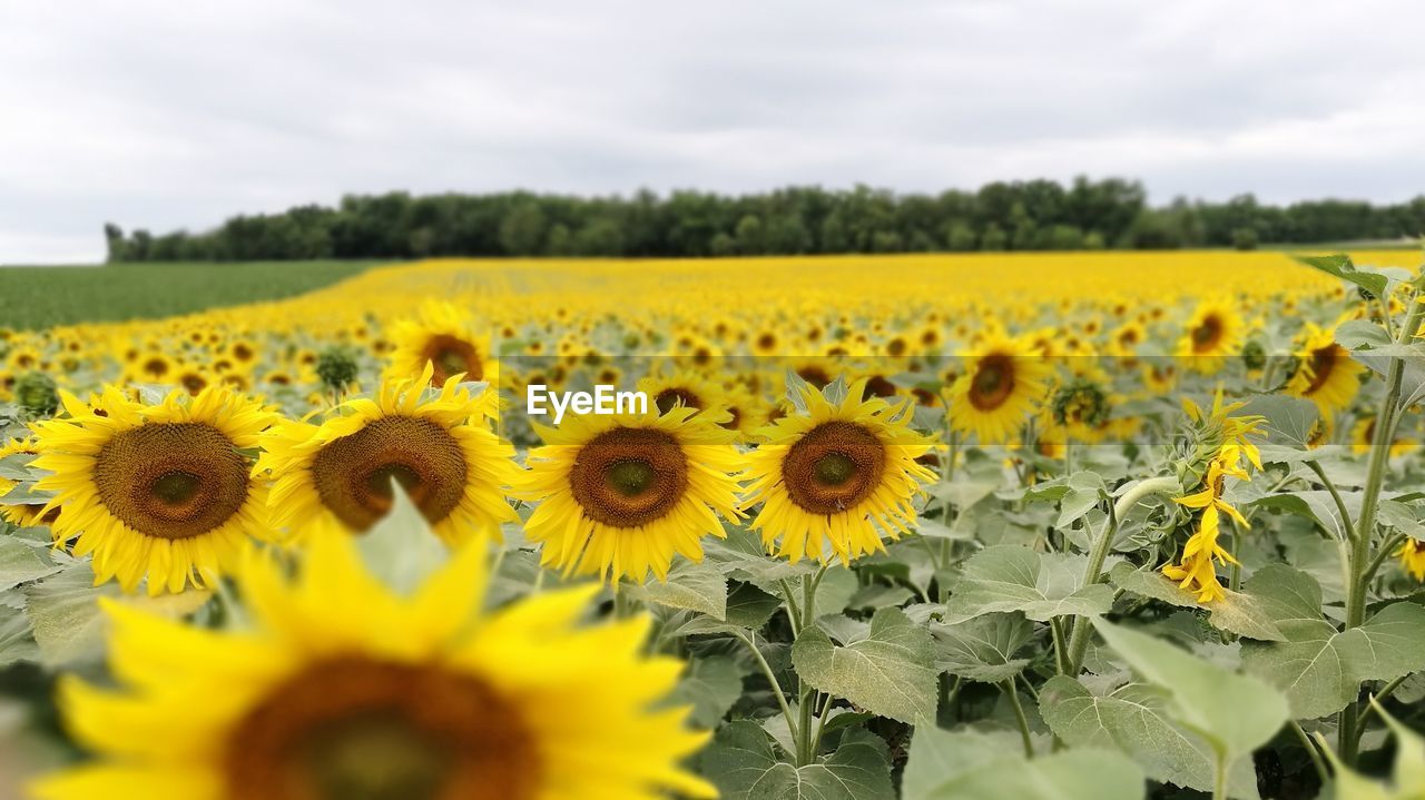 VIEW OF SUNFLOWERS