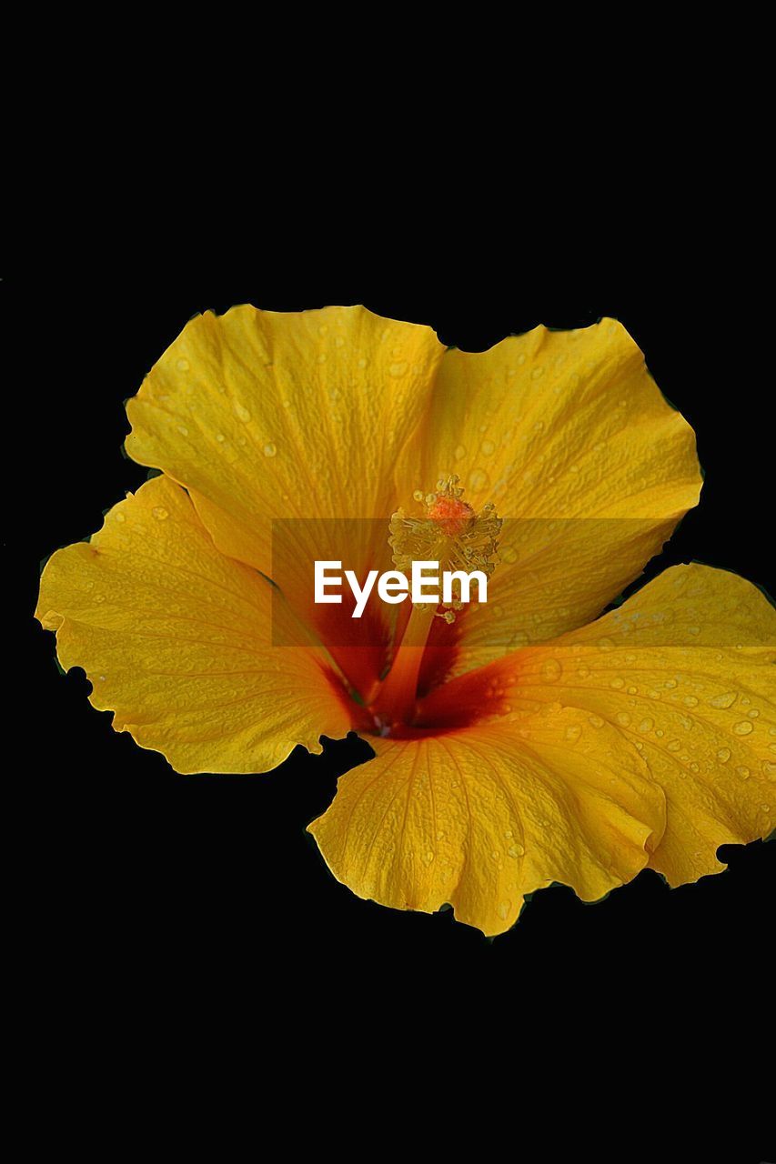 CLOSE-UP OF YELLOW HIBISCUS AGAINST BLACK BACKGROUND