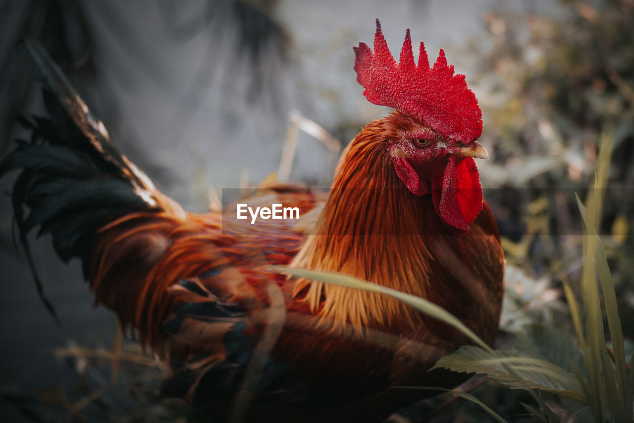 Close-up of a rooster