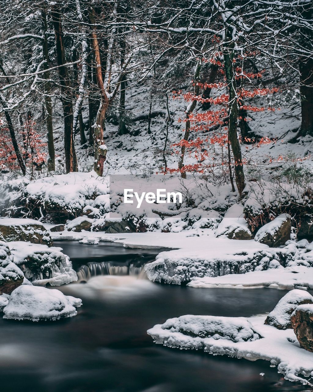 FROZEN LAKE AMIDST TREES IN FOREST