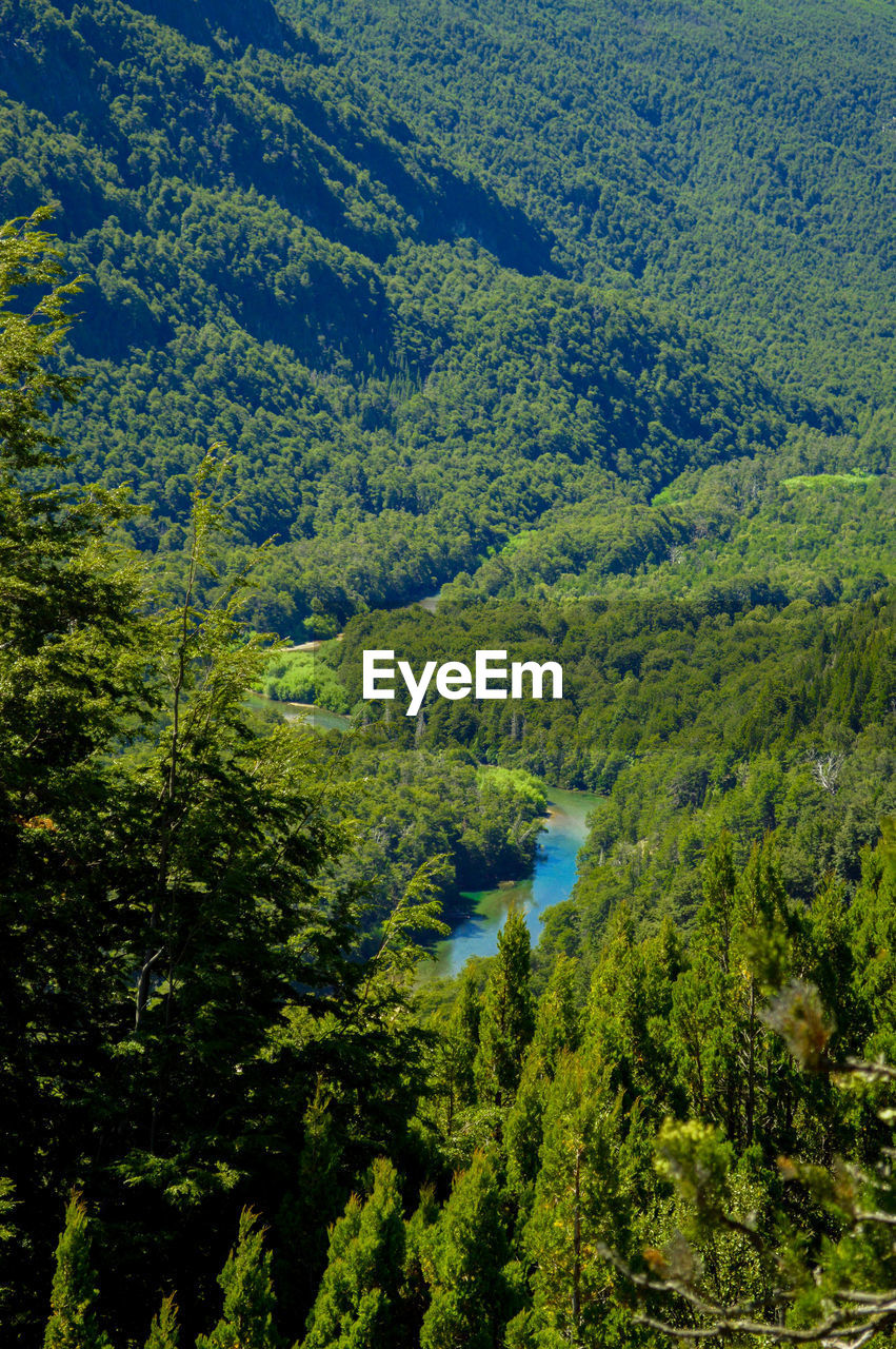 HIGH ANGLE VIEW OF GREEN FOREST