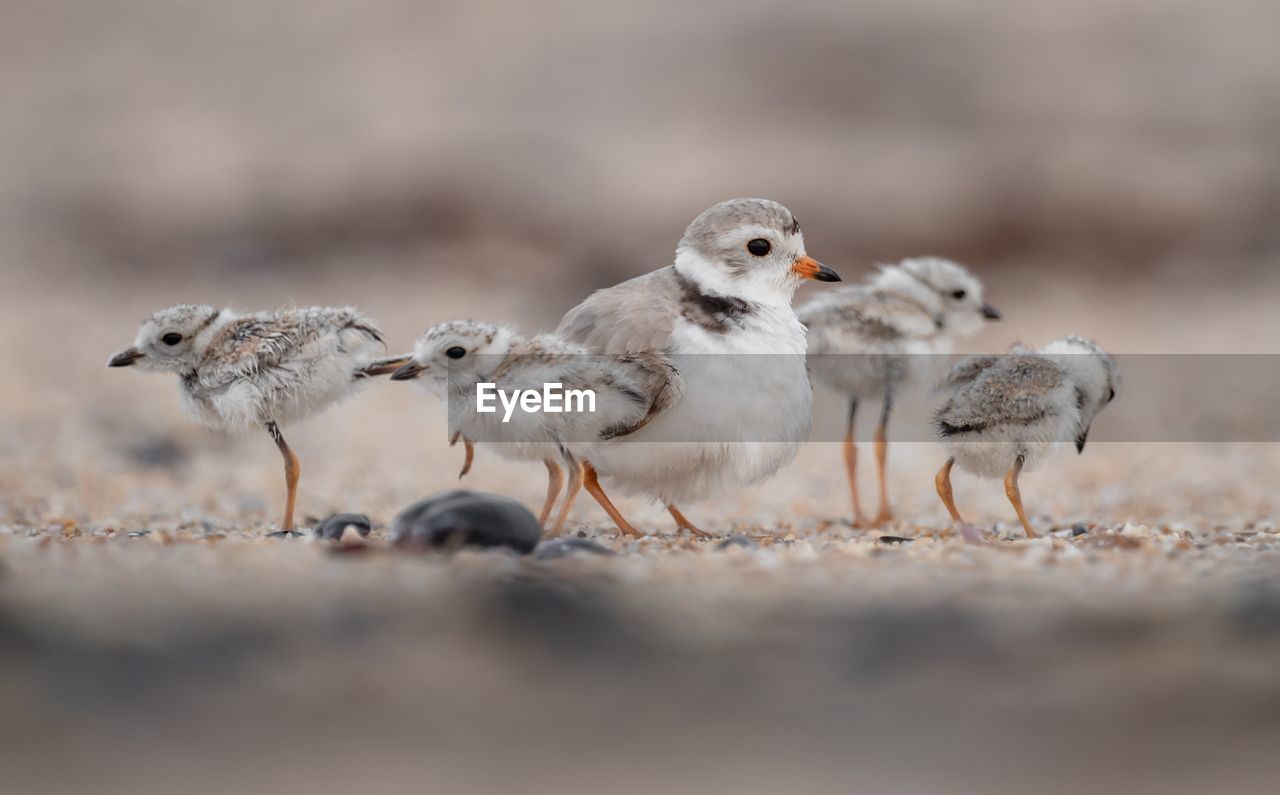 Close-up of young birds perching on land