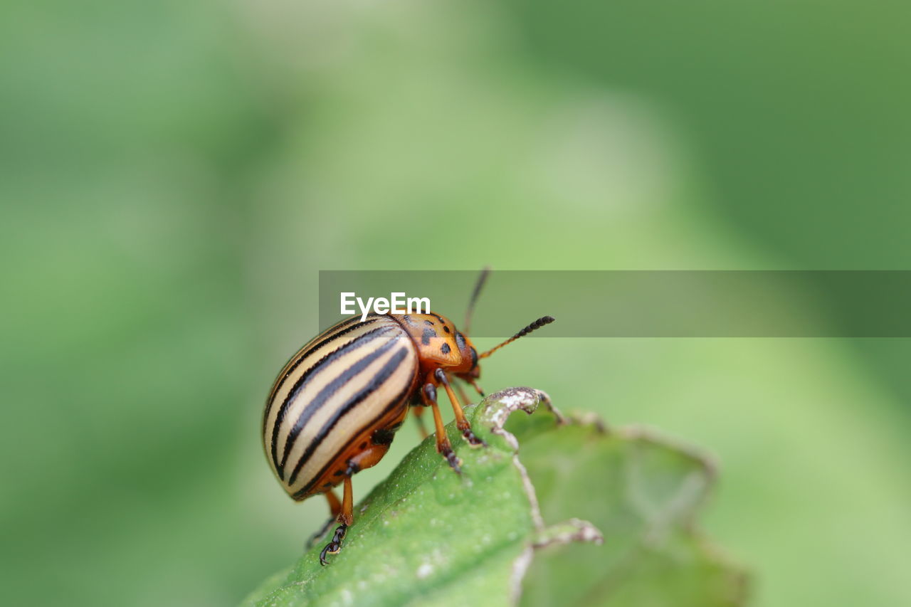 Close-up of insect on leaf