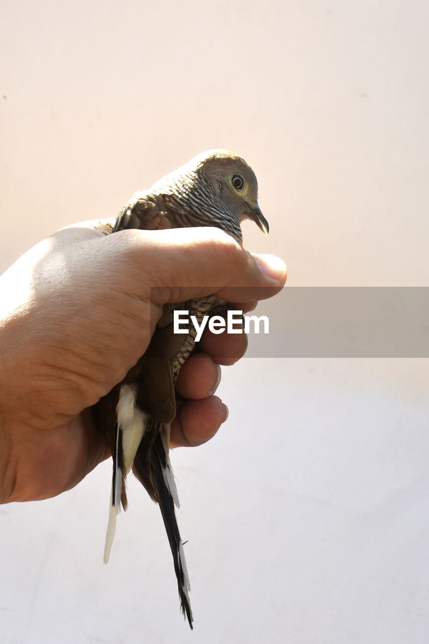 CLOSE-UP OF PERSON HOLDING BIRD