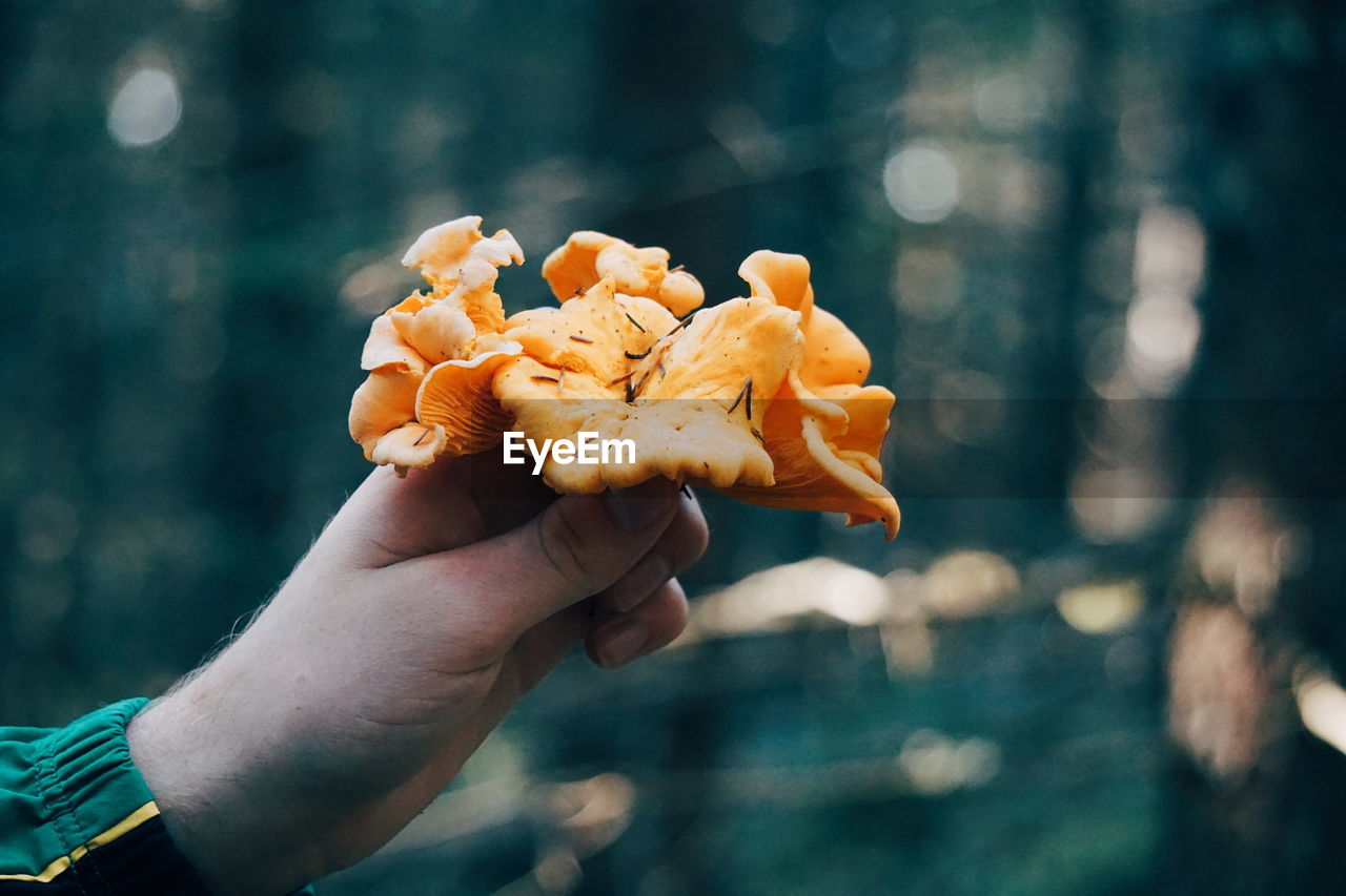 Cropped hand holding mushrooms