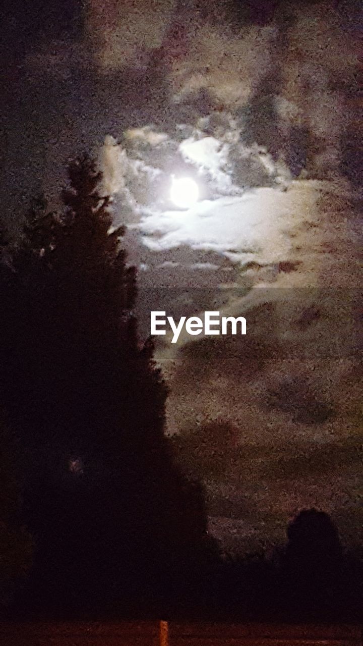 LOW ANGLE VIEW OF TREES AGAINST SKY