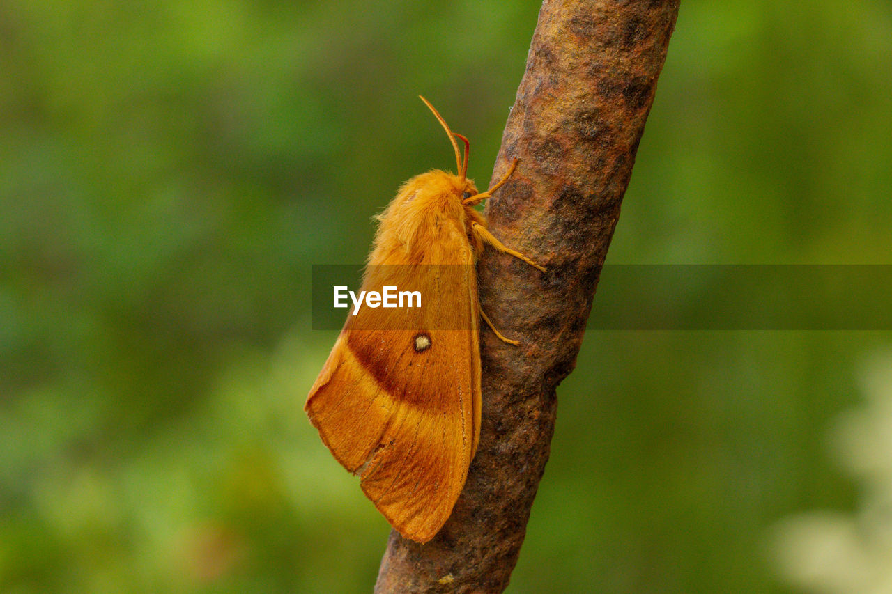 CLOSE-UP OF BUTTERFLY ON TREE