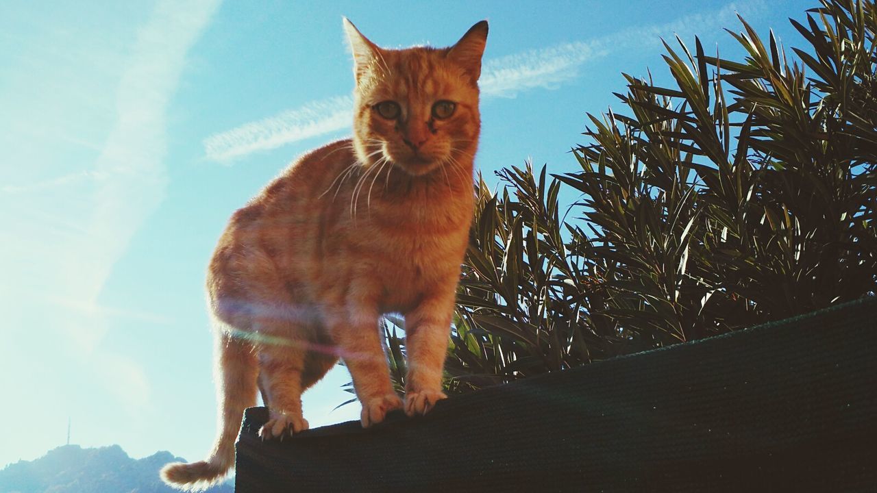 Low angle portrait of cat standing on roof against sky