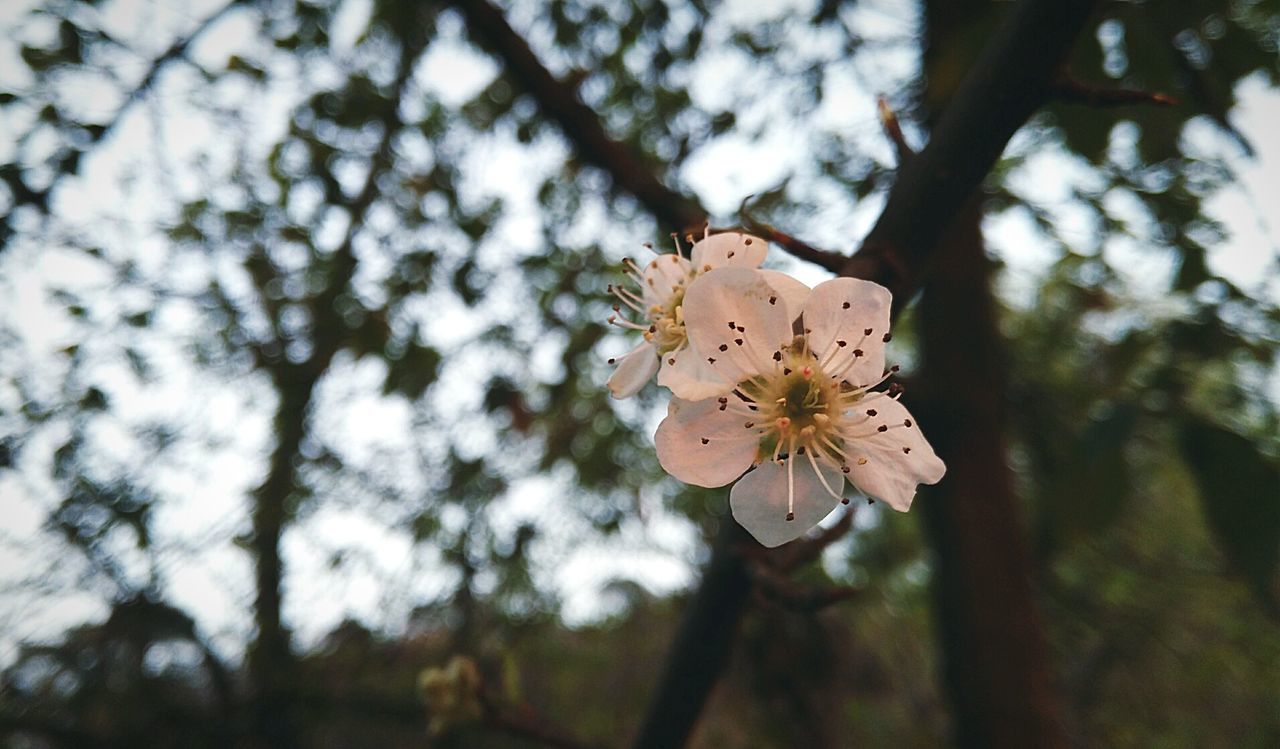 LOW ANGLE VIEW OF WHITE FLOWER BLOOMING ON TREE