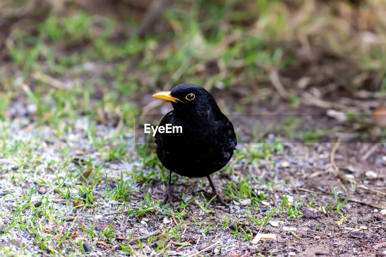 Black bird perching on a land