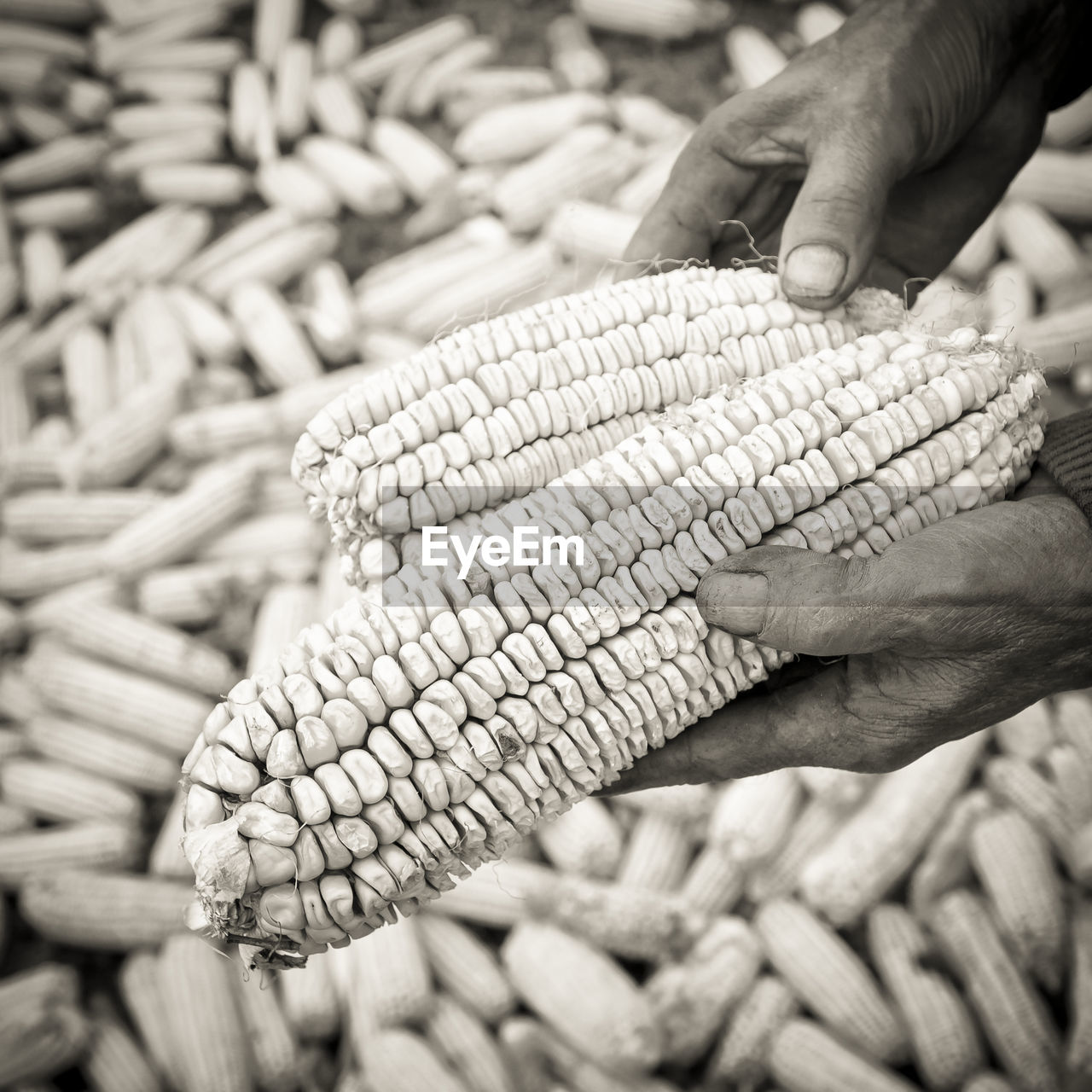 Close-up of hands holding corns outdoors