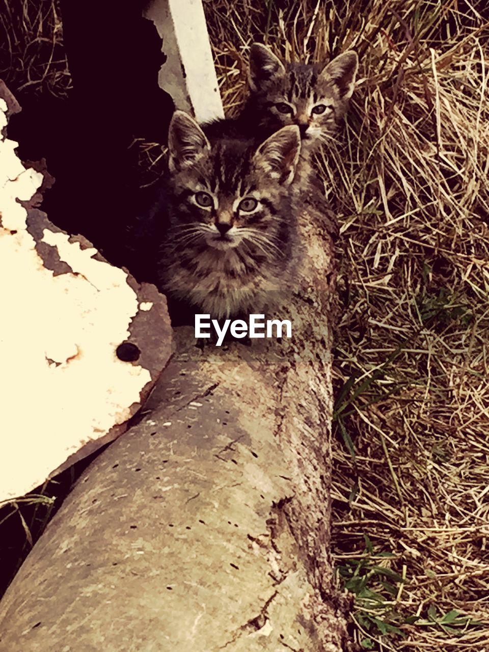 Portrait of kittens on field