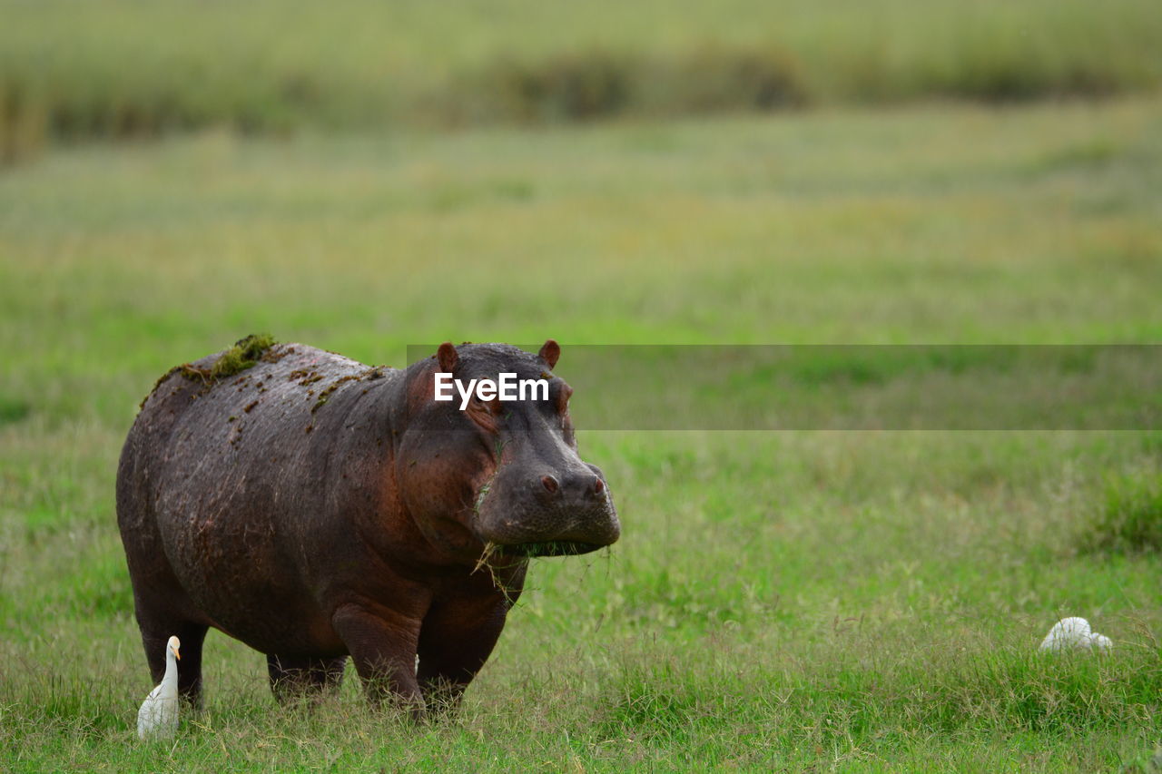 Hippo on grassy field