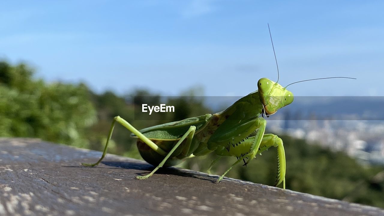 INSECT ON LEAF