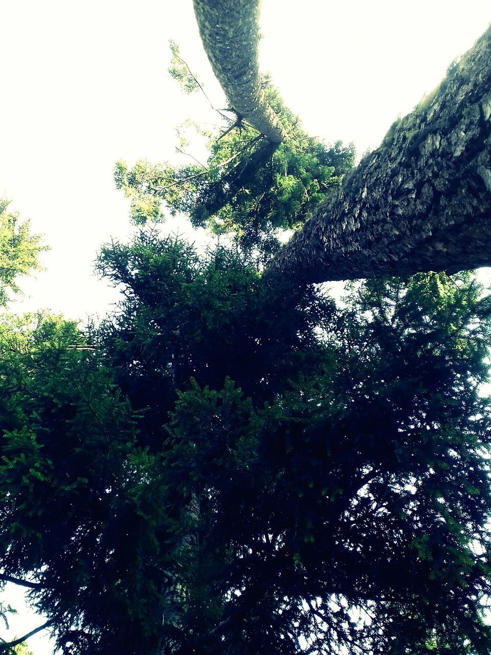 LOW ANGLE VIEW OF TREE IN FOREST