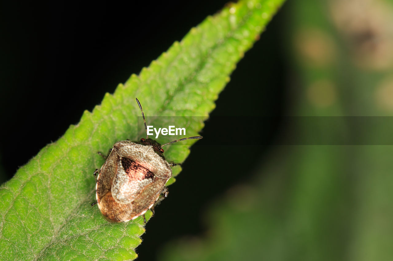 Close-up of insect on plant