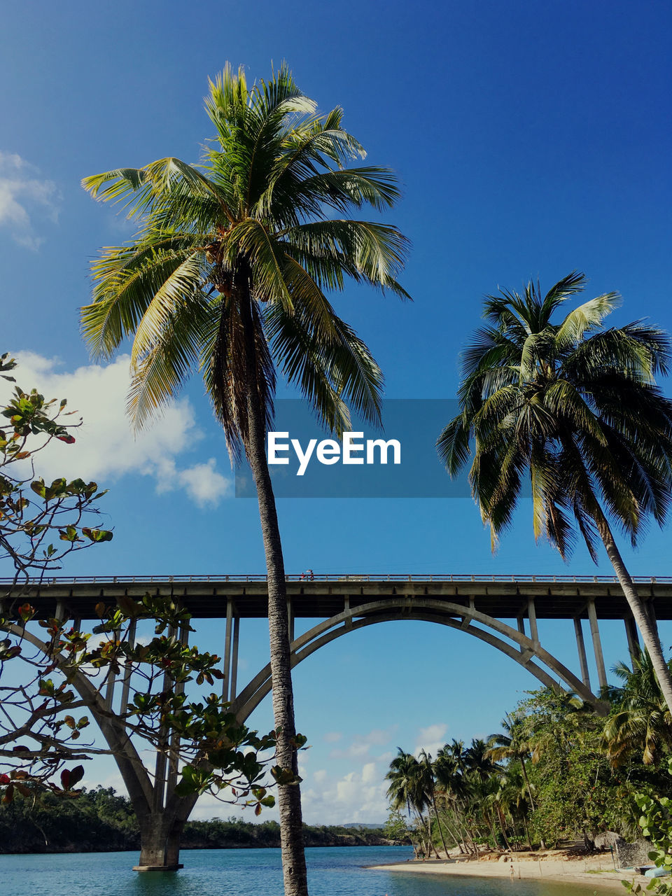 Palm trees by sea against sky