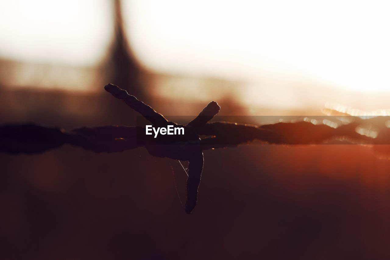 CLOSE-UP OF SPIDER IN WEB