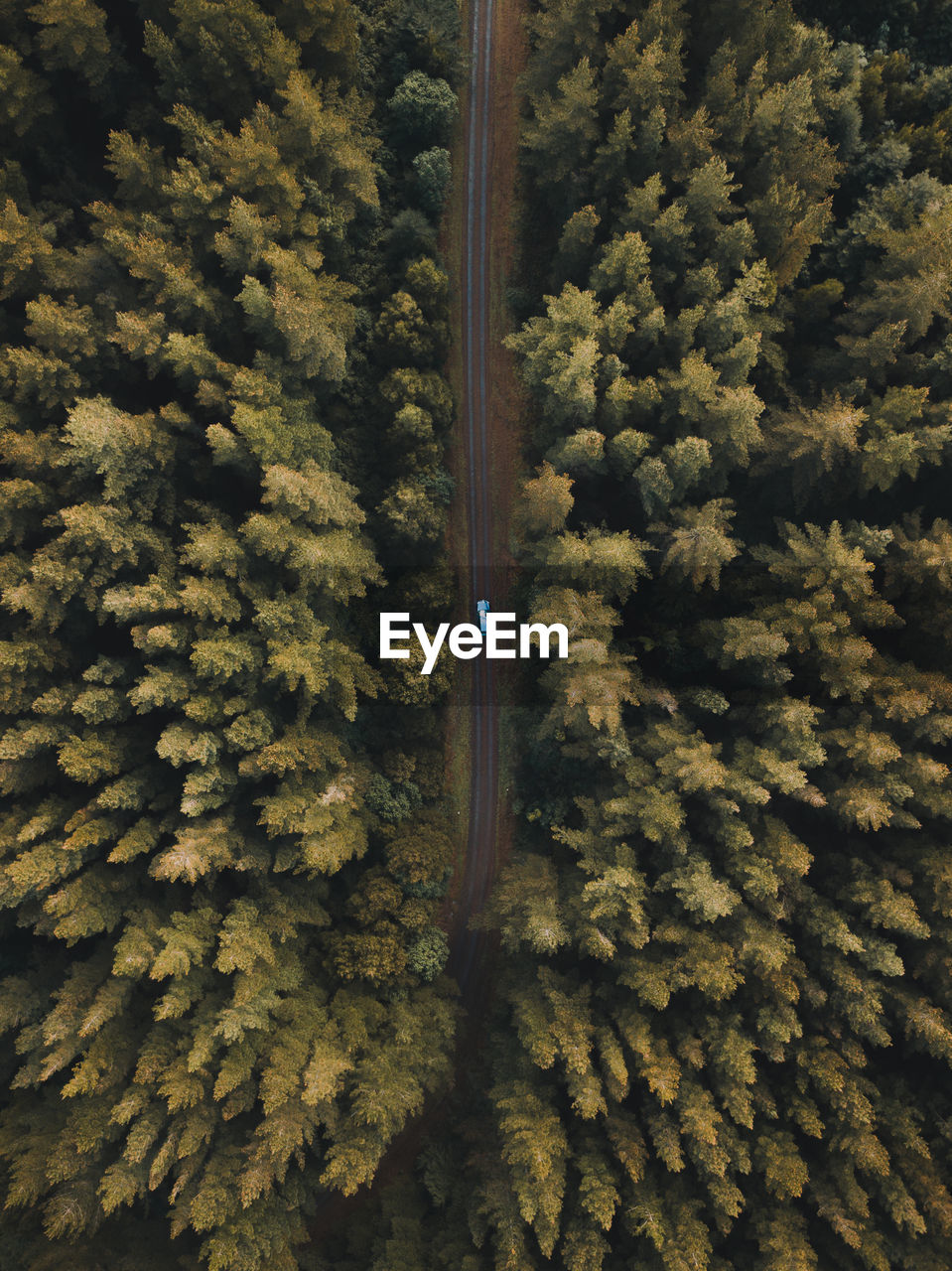 Aerial view of pine trees growing in forest