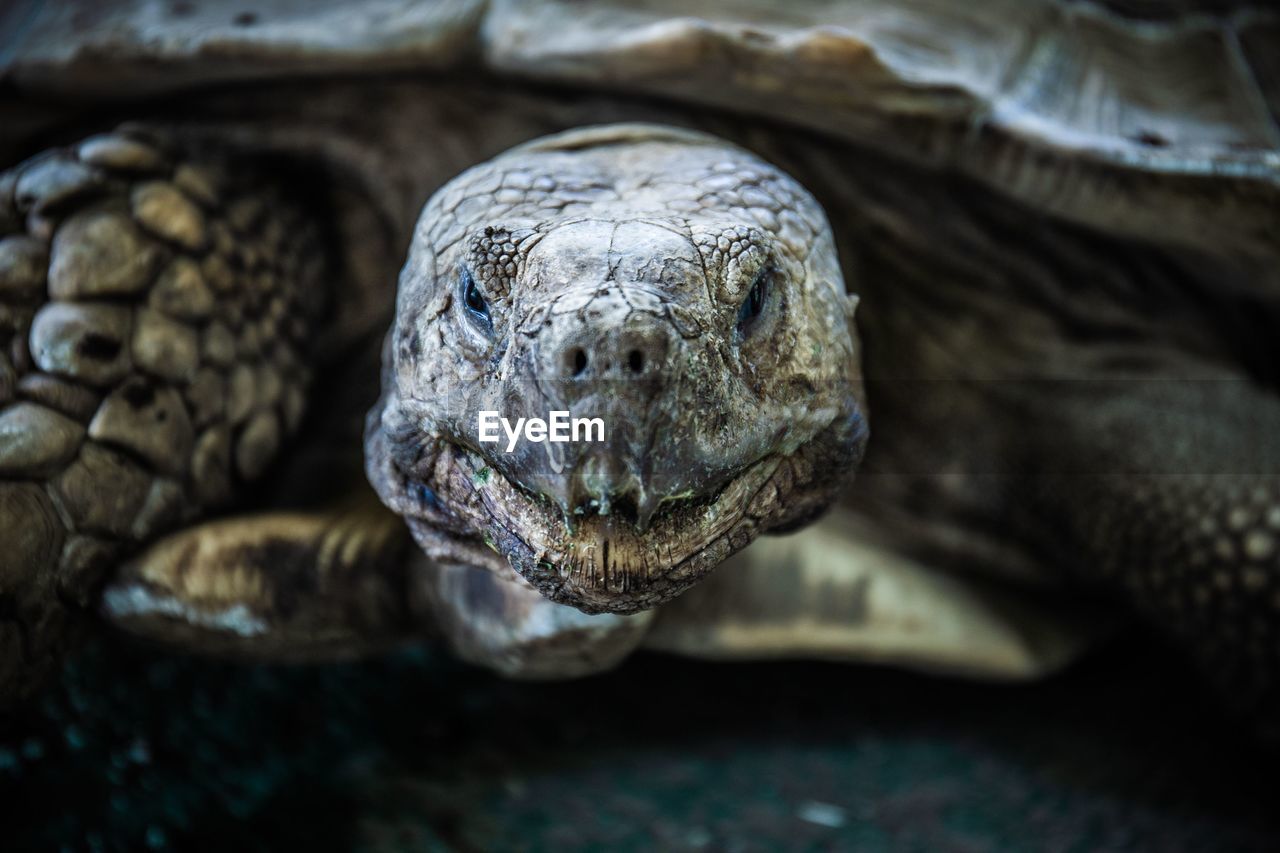 CLOSE-UP PORTRAIT OF A TURTLE ON ROCK