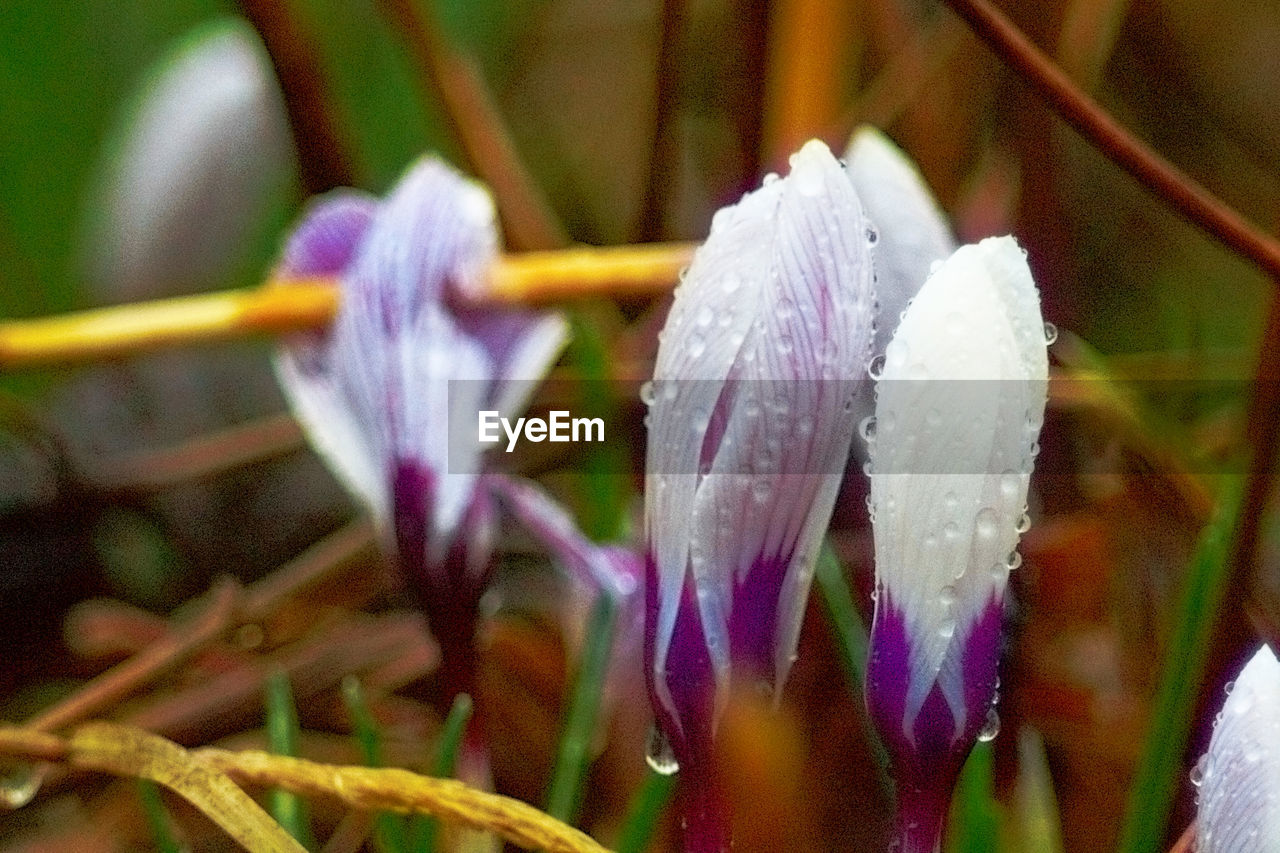 CLOSE-UP OF PURPLE FLOWER PLANTS