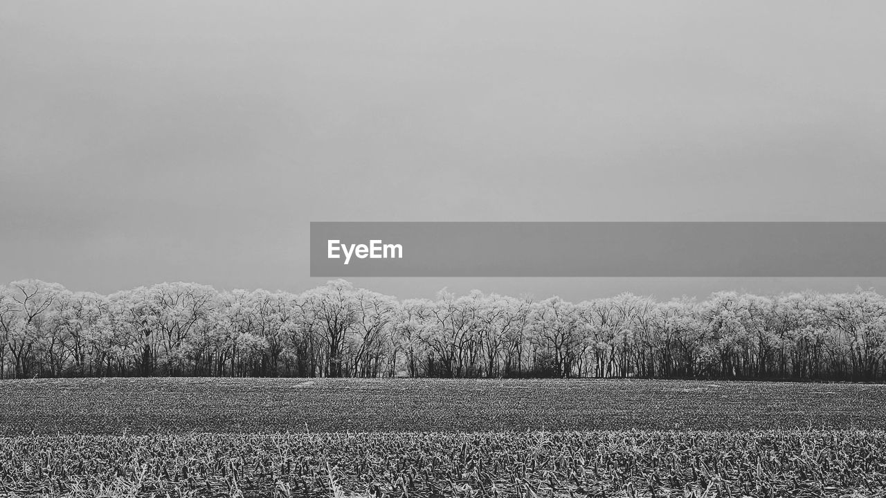 plant, landscape, black and white, land, horizon, field, sky, agriculture, environment, rural scene, tranquility, monochrome, monochrome photography, growth, tranquil scene, nature, scenics - nature, no people, beauty in nature, crop, tree, grass, rural area, farm, day, cloud, morning, outdoors, non-urban scene, copy space, cereal plant, idyllic, corn