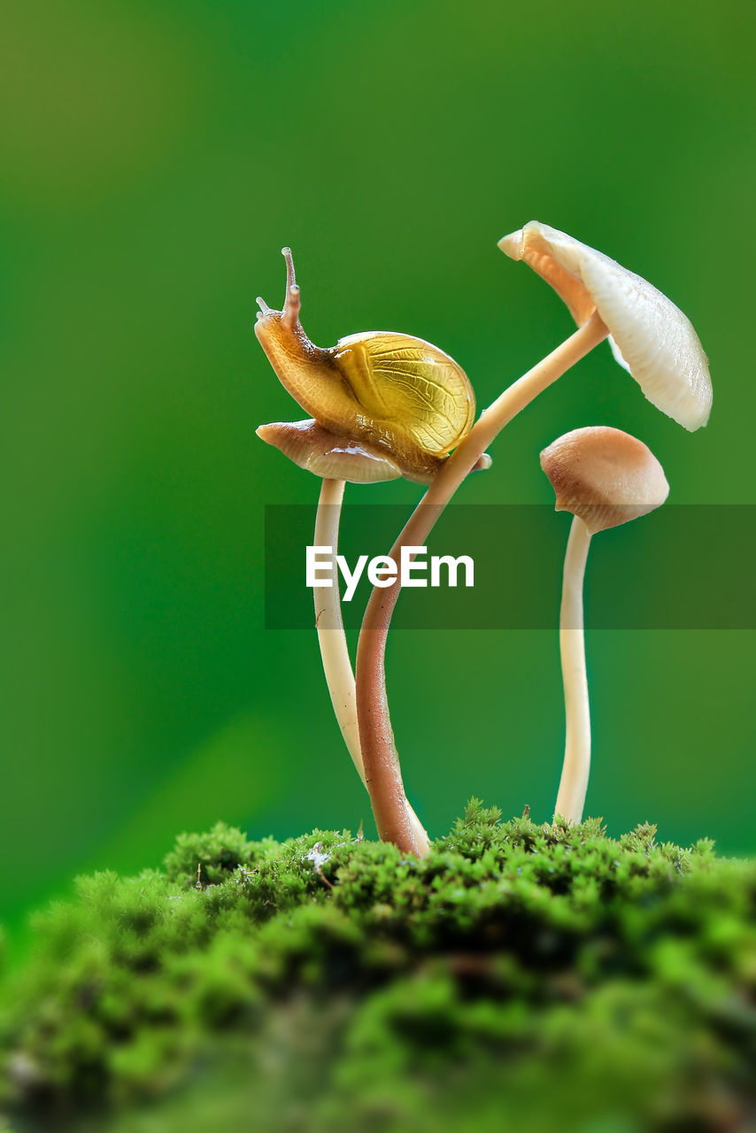 CLOSE-UP OF MUSHROOM GROWING ON PLANT AGAINST MOSS