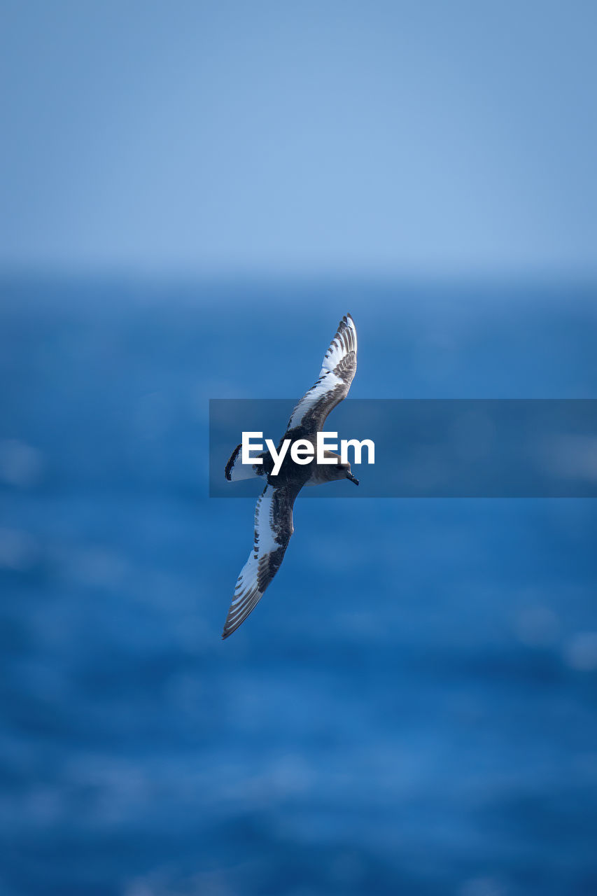 Antarctic petrel crosses blue sea in sunshine