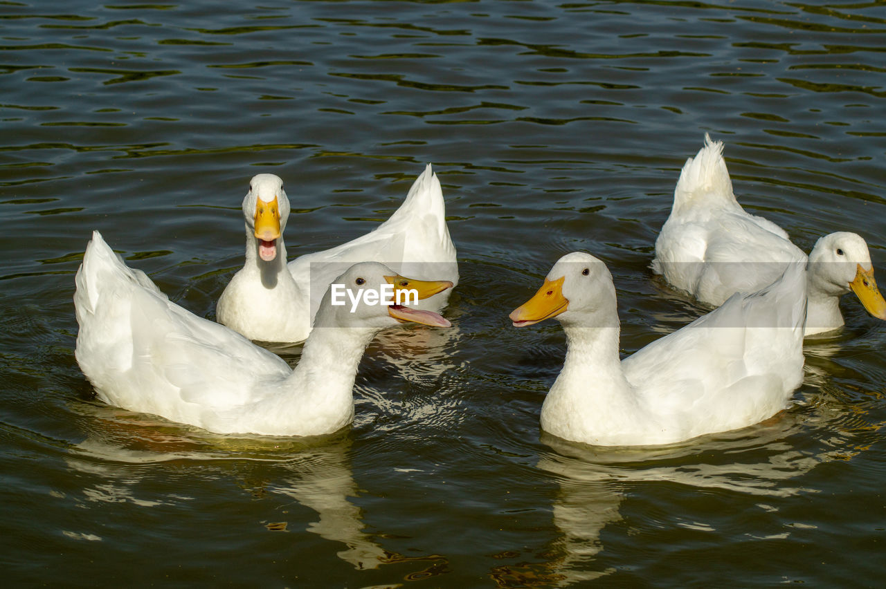 SWANS IN LAKE