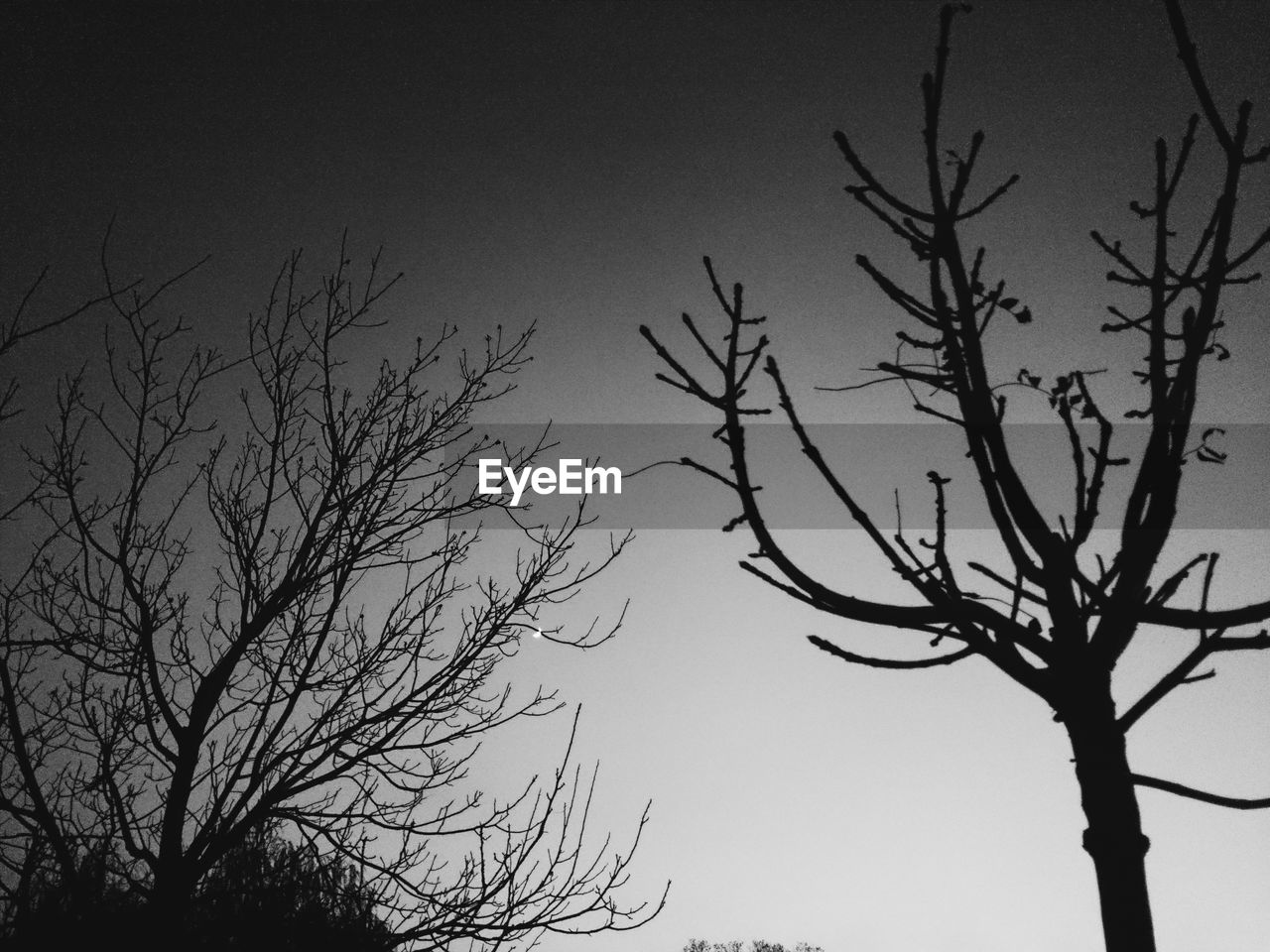 LOW ANGLE VIEW OF BARE TREES AGAINST SKY