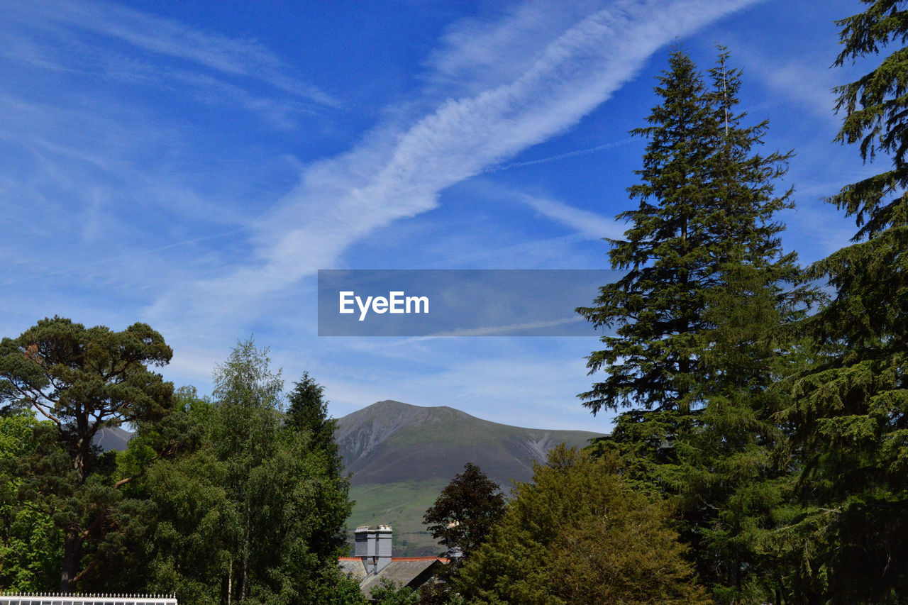 TREES AND PLANTS GROWING AGAINST SKY