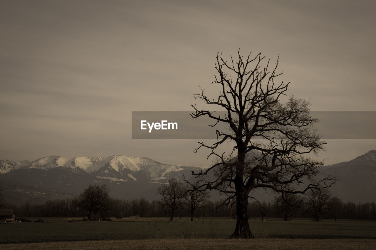 Bare tree on landscape against sky