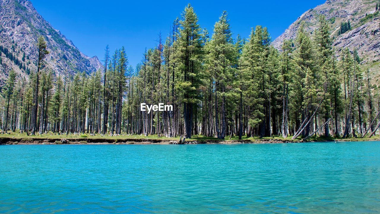 Panoramic view of  pine trees against clear blue sky and blue water