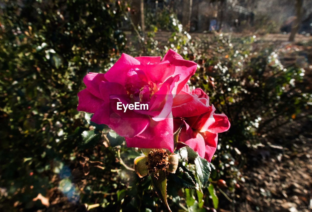 CLOSE-UP OF PINK ROSES