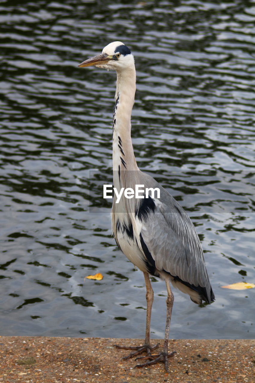 Heron against lake